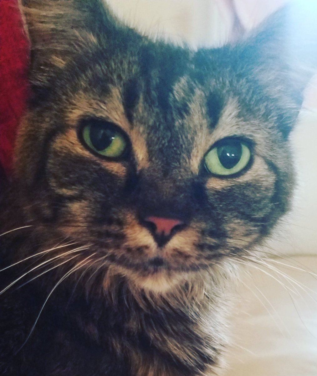Nicksmommafore1's tweet photo. Mine Mommy sez her lubs her Little Kitty da mostest of all and calls her a Fluffernutter #fluffernutters . I don'ts no wut dat means but her is kinda fluffy so I guess dat is why. ( I don't gets jealous coz I know mine Mommy lubs all da furries here, even dat goggie) https://t.co/V0yLAier6x