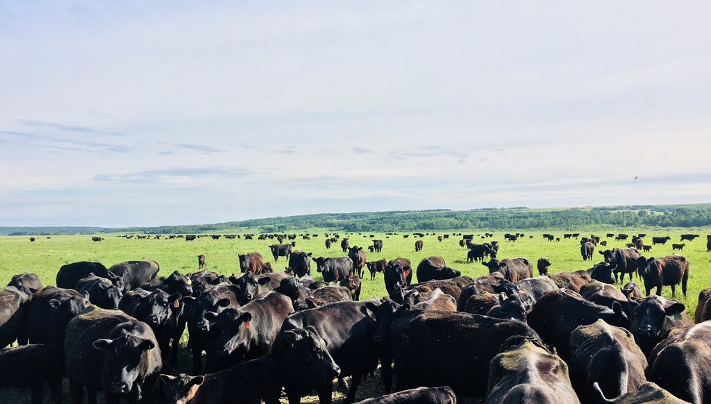 NerbasBrosAngus's tweet photo. We hear it’s cow appreciation day. 🤔 One cow cant do much. We appreciate the collective herd and the amazing job it does harvesting, seeding, fertilizing, cycling nutrients, converting solar energy etc etc. #landfirst #makeemwork #nofavorites #plustheytastegood https://t.co/3mSgOuwig0