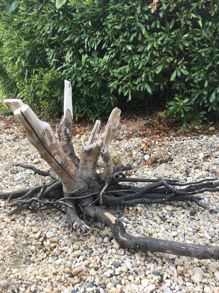 MarineMycology's tweet photo. We went to #NASA Wallop's Beach late last week and were excited to look for driftwood.
One of our students made some illustrations showing what the ascospores of common #marine ascos from driftwood look like.
#SporeScore #HuntUsSomeFungus #driftwood
#MarineMyco19 https://t.co/8xh8DzPASR