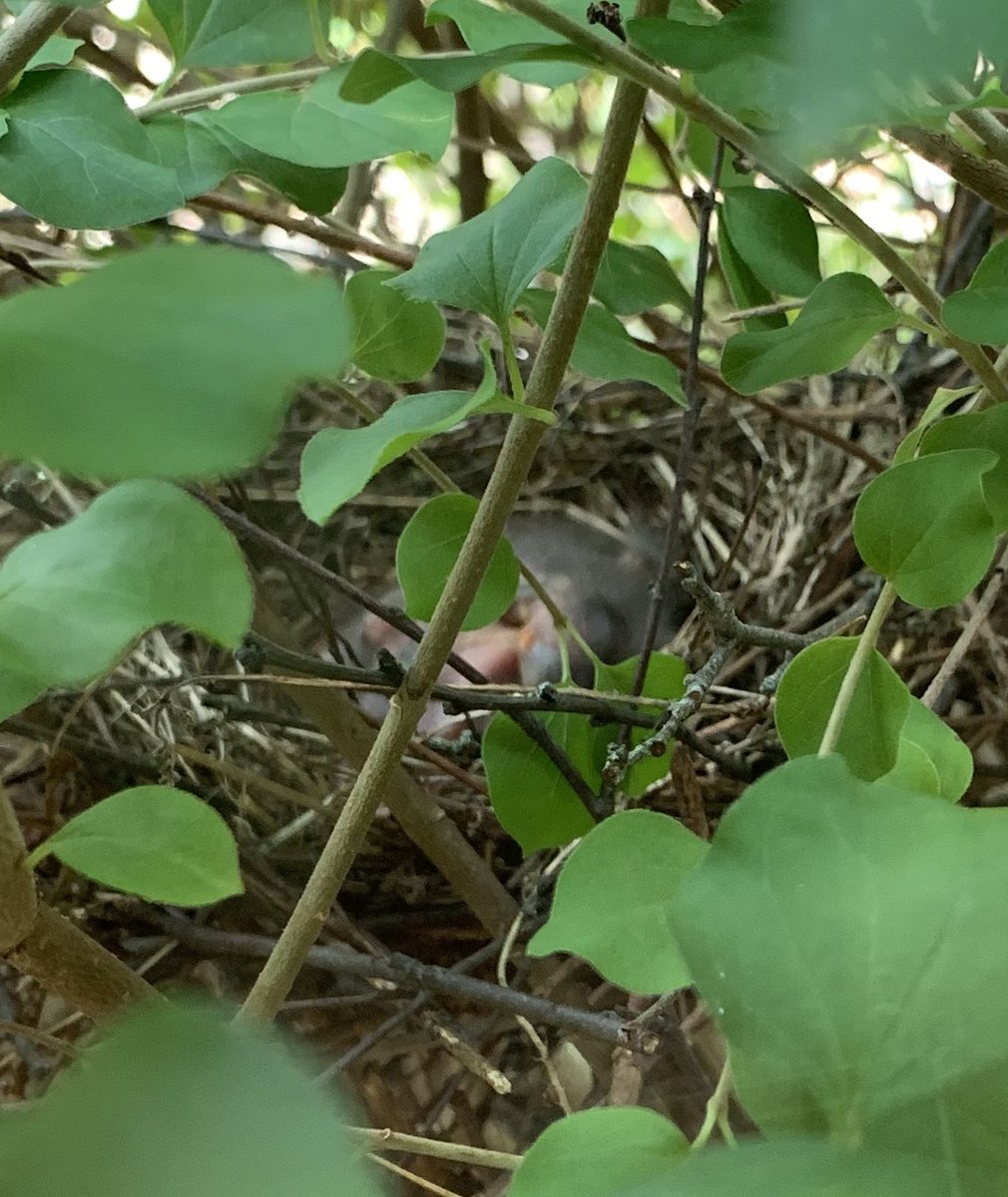 ReynSues's tweet photo. Guess what we discovered today?! Baby Mockingbirds that just hatched in our courtyard!! Wow 😲....stay tuned to watch their progress 🐦 #reynPROUD #SummitSTEM @MrsBarlow18 https://t.co/lql60OIp61