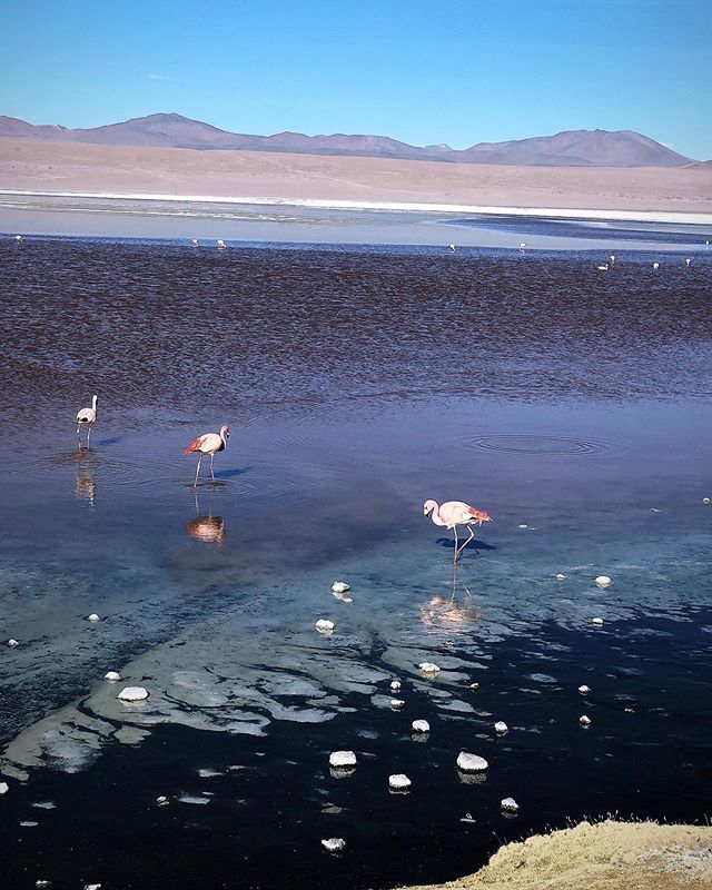 entdeckediewelt's tweet photo. Was für eine Erfahrung in #Bolivien an der #lagunacolorada auf 4500 Meter stolzieren die Flamingos im eiskalten Wasser umher.
.
.
.
.
.
#bolivia #uyuni #salardeuyuni #neverstopexploring #wanderlust #flamingo #viajar #liveauthentic #travel #neverstopexplo… https://t.co/6nudL4kpmS https://t.co/L7FCnHrZpB