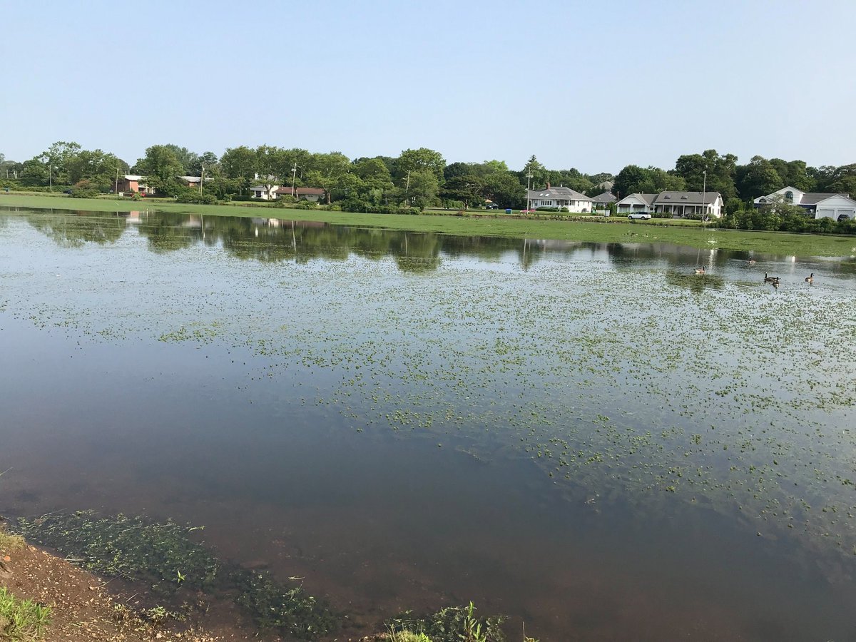LongBranchEC's tweet image. As you may know Lake Takanassee has been infested with water weeds. Long Branch is investigating ways (&amp;amp; taking bids) to safely control these weeds. Excessive rainfall has leached fertilizers from lawns and household gardens &amp;amp; provided conditions for these invasive weeds to grow.
