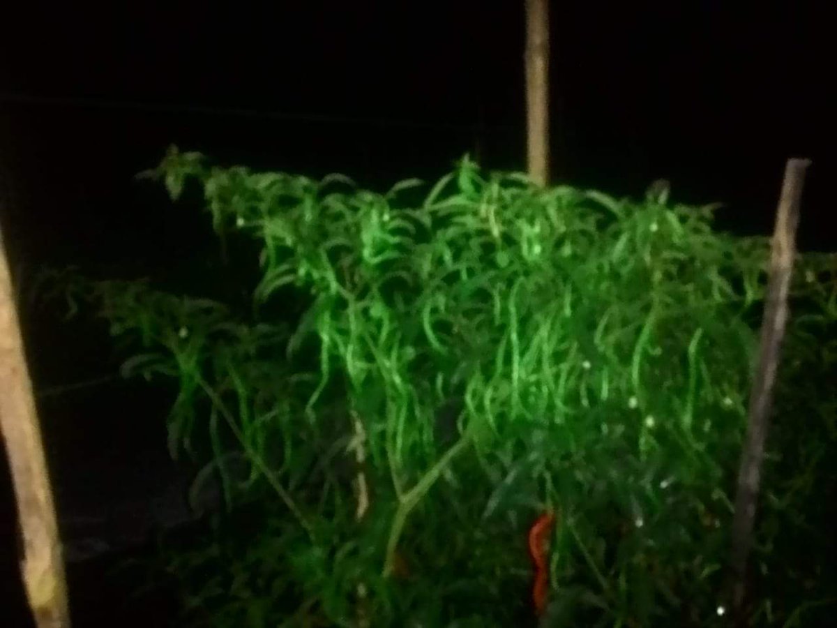SisRacing's tweet photo. Tanam Cabe pakai #ecofarming https://t.co/YcJveEOoTN