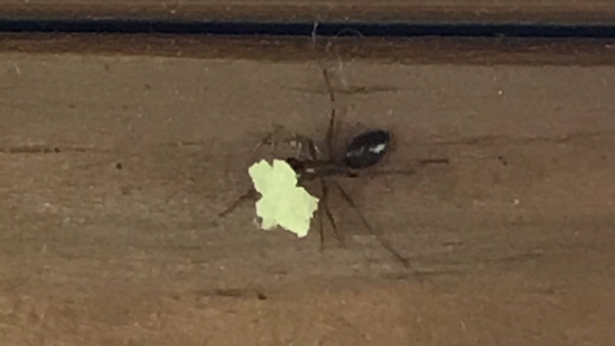 The little ant that could.