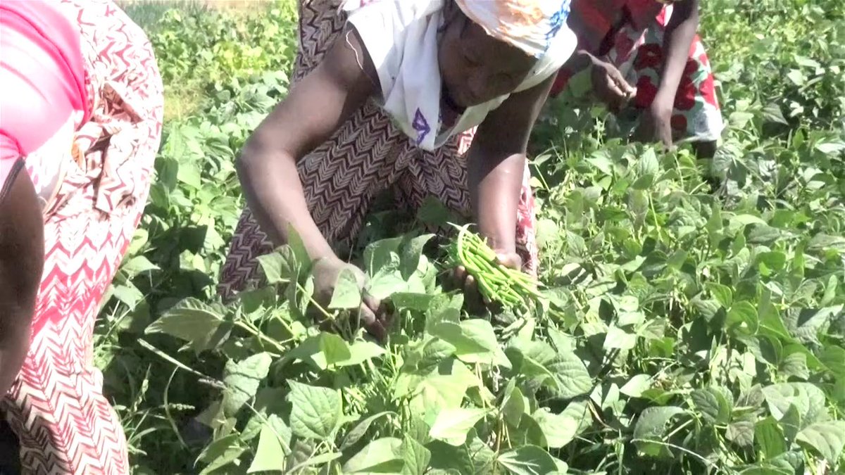HAlainsawadogo's tweet photo. Au Burkina Faso, la production agricole est l'un des secteurs pourvoyeurs d'économies pour les femmes. Regroupées en associations ou en coopératives, elles exploitent des dizaines d'hectares aux côtés de leurs maris. #bnuel #agriculteurs #femmes #agribusiness #lwili https://t.co/2QIvWZPYiU