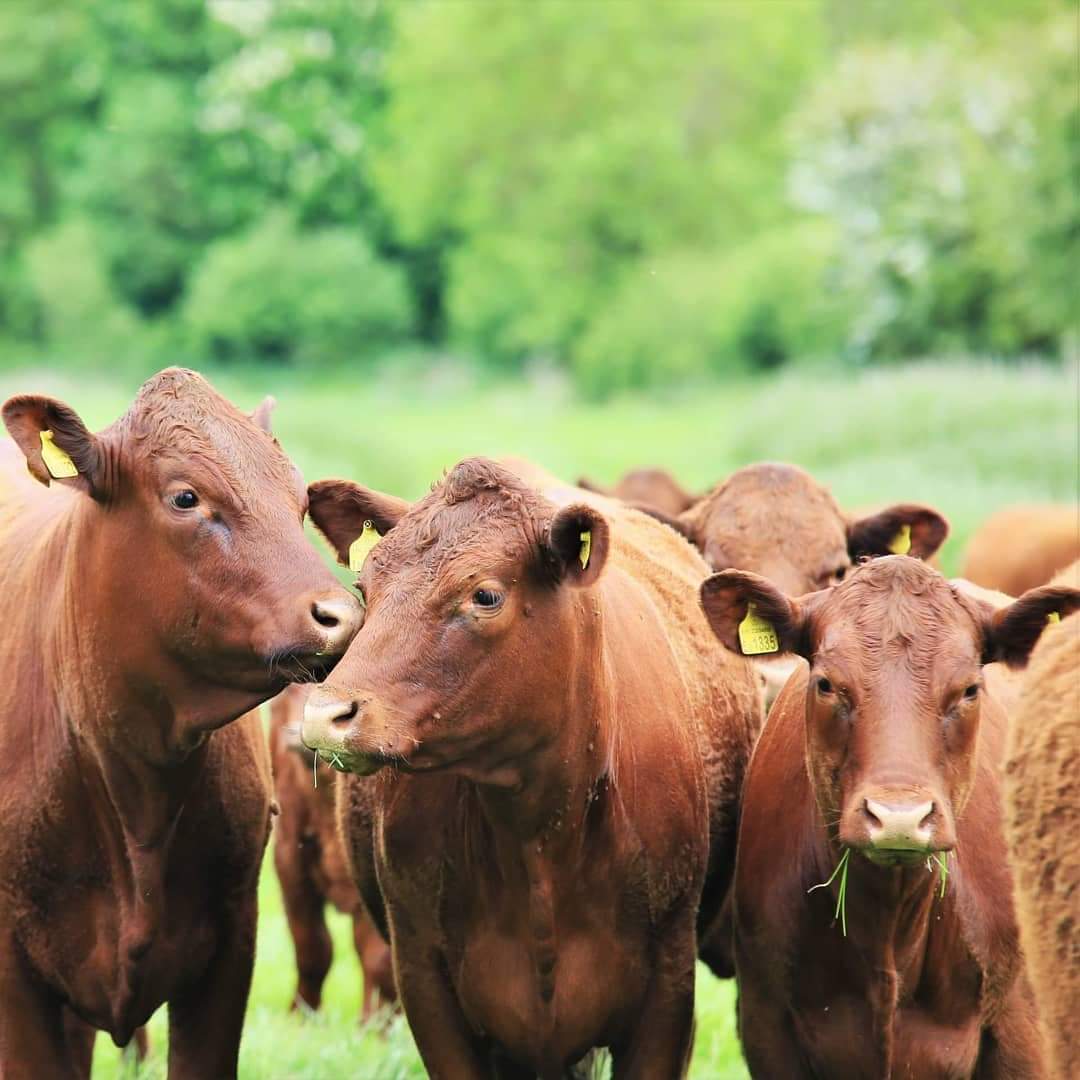 CPowell_Rural's tweet image. As its cow appreciation day, here is a pic of my favourite girls on a client's farm I set up from scratch! #CowAppreciationDay #cowappreciationday2019 #rubyreds