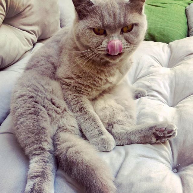 finjabella's tweet photo. Happy #tongueouttuesday to all of you ❤️ and yes, under the 👅 is a big smile 💋😹
.
.
.
#catractive #relaxbaby #sitdown #feierabend #katzengram #gatos #haustierliebe #petlover #bshcats https://t.co/eYy4GIEVy4