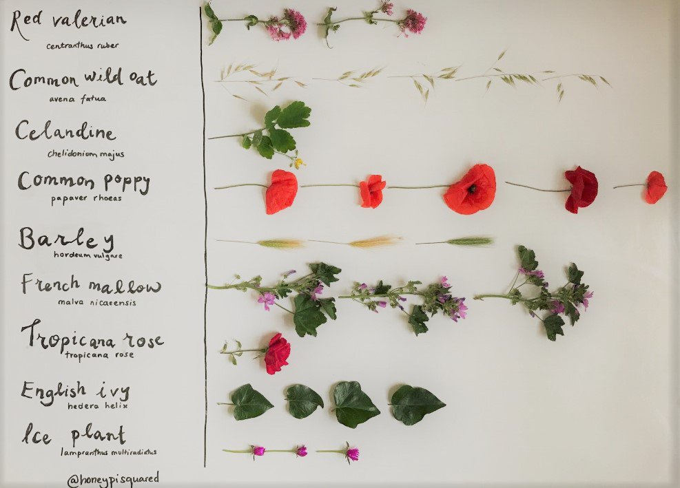 honeypisquared's tweet image. I had enormous fun making this hedgerow found object graph as part of thinking about 'object graphs' for the #bigmathoff.
aperiodical.com/2019/07/the-bi…

What do you notice? What do you wonder?
