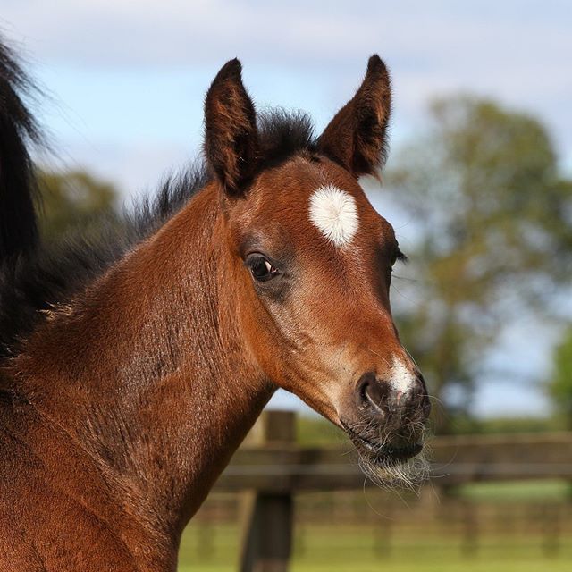 faside_stud's tweet photo. Handsome Sir Donnerhall colt foal out of Russian Roulette. Photo taken by Pam Langrish from https://t.co/Rn6Ee7a32x  #sirdonnerhall #dressagefoal #dressagehorse #sandrohit #boblangrishequestrianphotographer https://t.co/u4LcgIlPkK