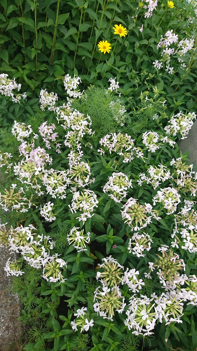 ywOIjTRk3K3vHc3's tweet image. おはよう〜☆
久しぶりに 晴れ🌞
良いこと 有りそっ ✨

生き生き行きましょう✨⤴️

私は今日は、❇️マネタス❇️day ！
     マネタスは ウキウキなんだょ✨
    マネタスは 楽しいんだよぅ✨
              不思議だけど!💫
               スゴいの✨✨
気になるでしょ〜☆
member.money-plus.jp/t/udnDlk/gPvbi…