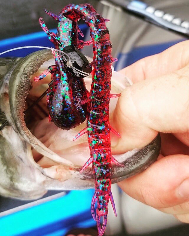 TackleHD's tweet photo. So excited to release the Mega-Mite at @ICASTshow this week!
#TackleHD #MegaMite #HDHellgrammite #MFShakeyHead #ICAST #ICAST2019 #ICASTRelease #NewProductShowcase #Plum #PlumCrazy #MagnumShakeyHead #ShakeyHead #SummerFishing #LedgeFishing #PostSpawn #LargemouthBass #BassFishing https://t.co/gCiMkcsKDm