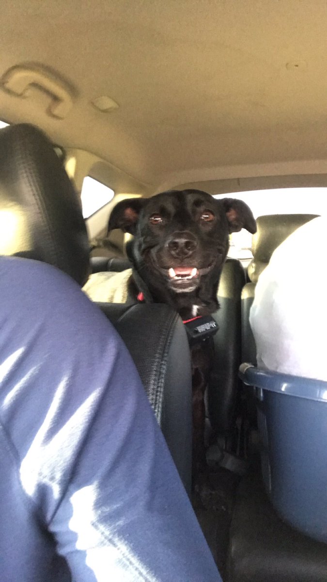 jesheonncoop's tweet photo. I run into target for 5 mins, I left the car running for for them w the AC going, windows up, and doors locked. Tell me why I came back out to 3 windows down, turning signal on and one of the doors was just slightly open...๐๐คฆ๐พโโ๏ธ #howww https://t.co/jTyTJ8XwBJ
