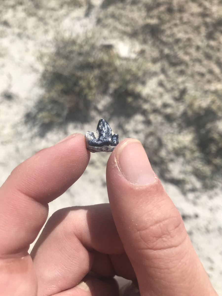 PastTimePaleo's tweet photo. Check out this oxyaenid tooth @MattBorths found with @BlochLab near the PETM in Wyoming! The PETM marks the warmest moment in the Cenozoic. This little carnivore managed to munch its way through the heat! https://t.co/G7zgwmOytp