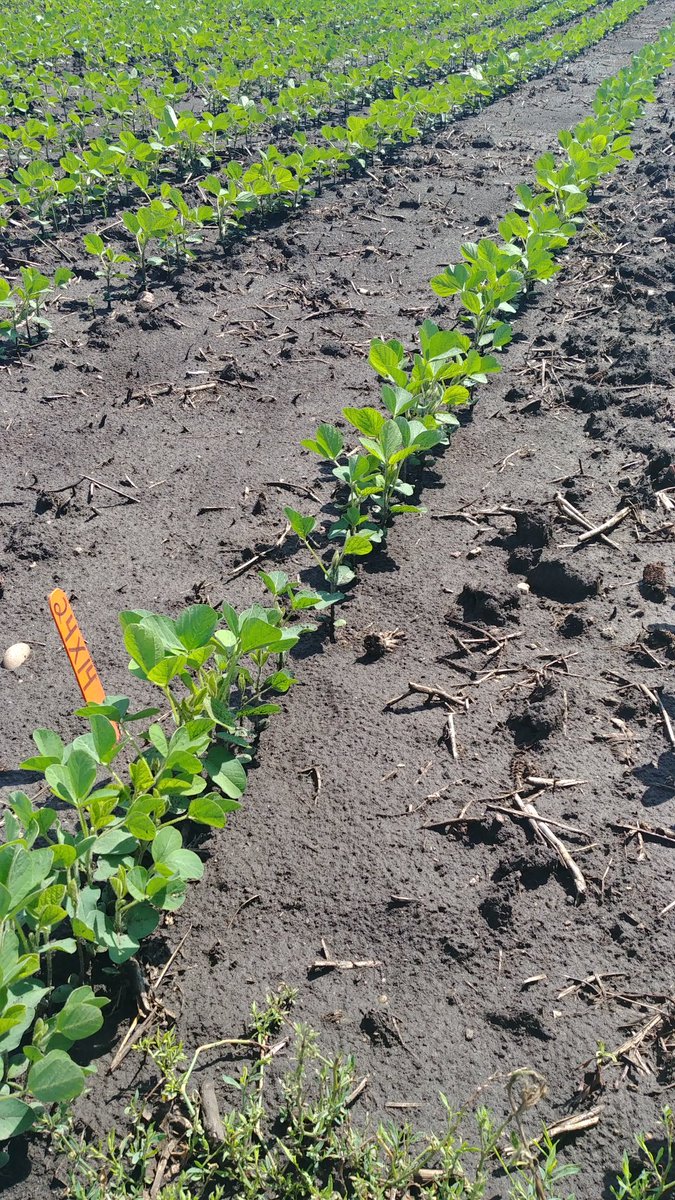 Lindsey Berg tweet media