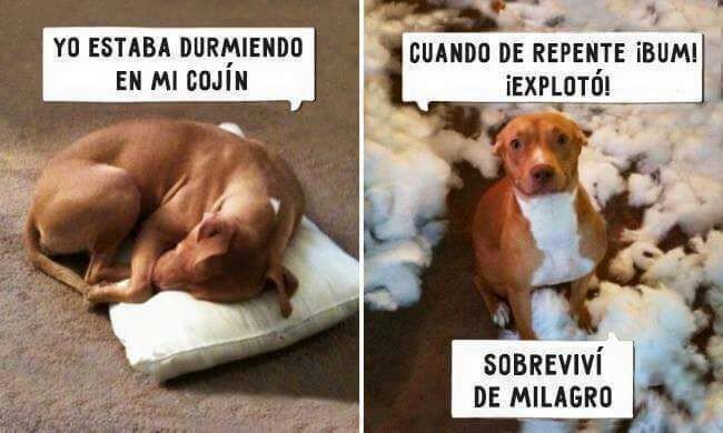 - Yo estaba dormido en el cojín
+ Cuando de repente boom sobreviví de milagro.