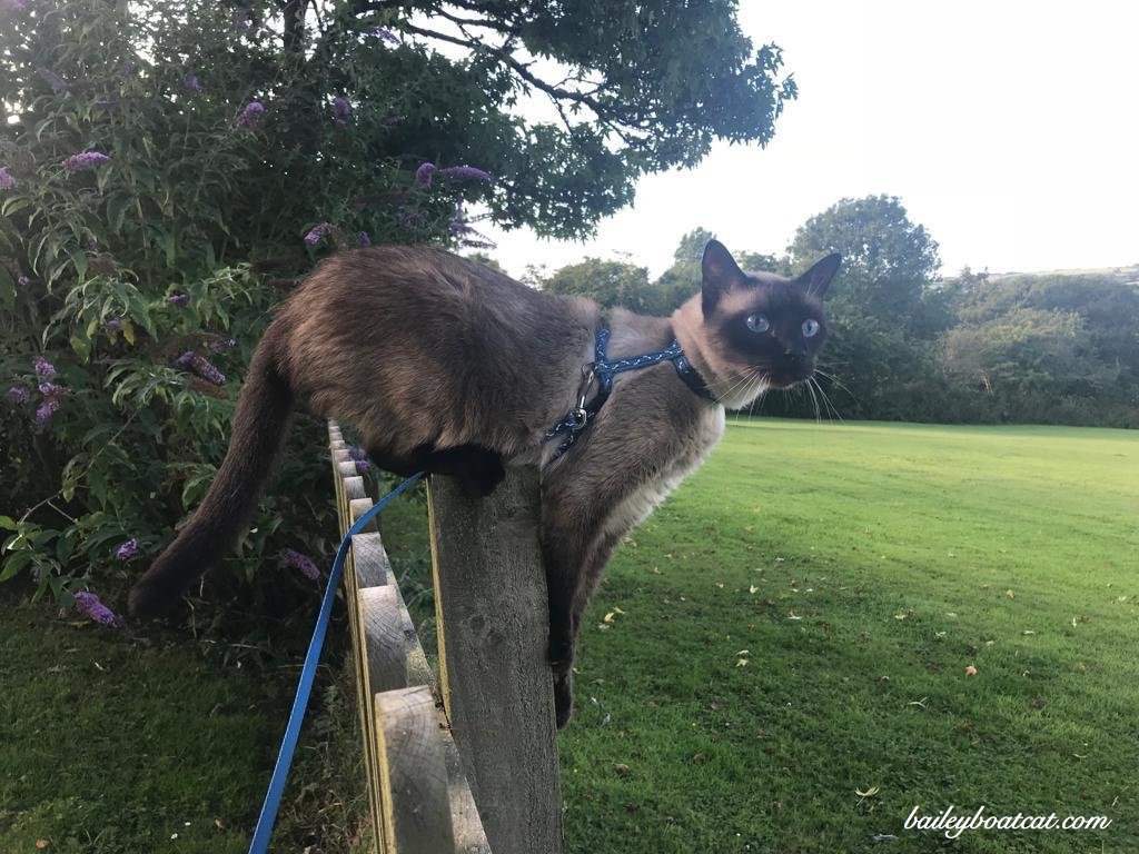 BaileyBoatCat's tweet photo. Happy Birthday Brofur Bailey! https://t.co/XHvZOhOL8k https://t.co/VgFKaKH6WE