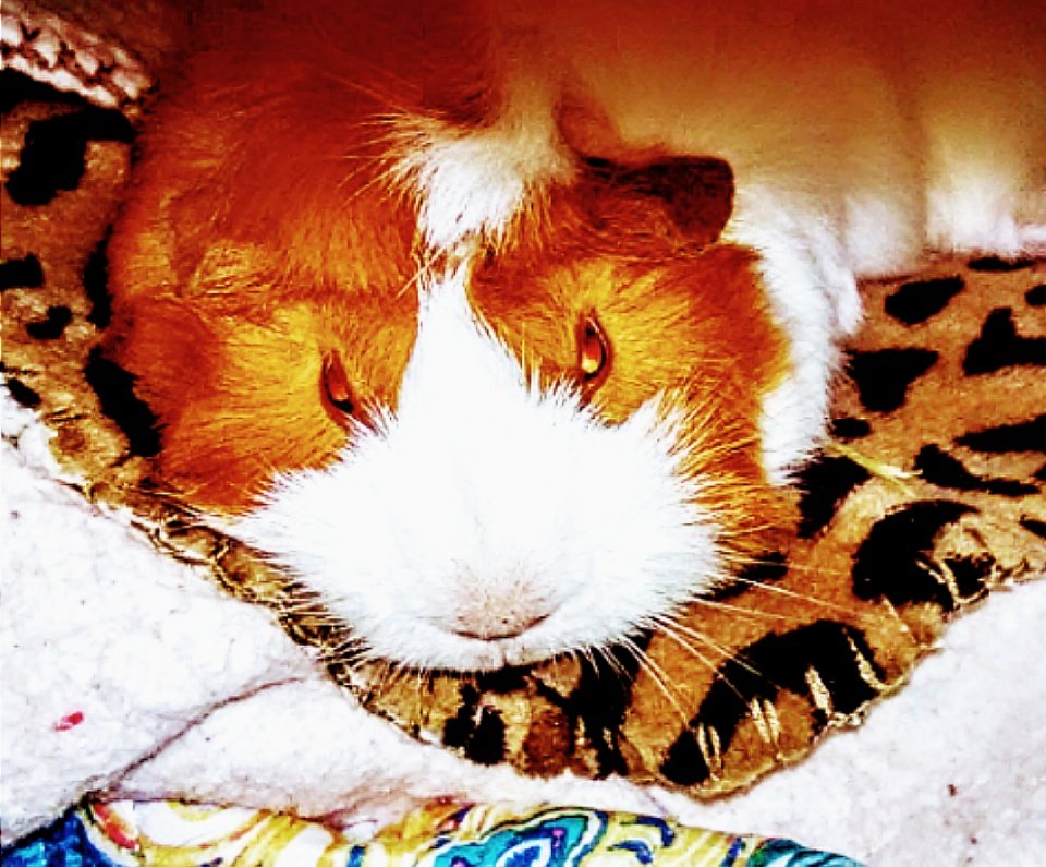 graceamazes1's tweet photo. #guineapig #cavy #pets #SummerHEAT #animals

🎶"She's just a #DevilPiggy"🎶 https://t.co/QssiqRkIgE