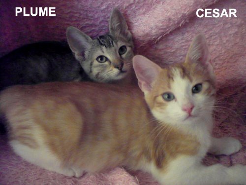 Ecole Du Chat Drancy A Twitter Cesar Chaton Roux Frere De Plume Cherche 1 Super Famille D Adoption Lui Aussi Avec Sa Soeur Ou En Duo Avec Un Chat Deja Sur Place Comme Ecole Du Chat Drancy A Twitter Cesar Chaton Roux Frere De Plume Cherche 1 Super Famille D Adoption Lui Aussi Avec Sa Soeur Ou En Duo Avec Un Chat Deja Sur Place Comme