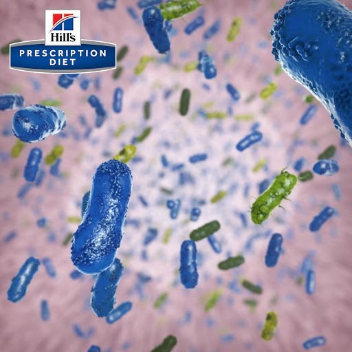 What does the microbiome have to do with obesity? Dr. Joe Barges will discuss the latest research on the connection between gut microbes and patient health at the 2019 Hill's Global Symposium live-stream! Register today at bit.ly/HGS2019Toronto &amp; get free RACE CE! #HGS2019