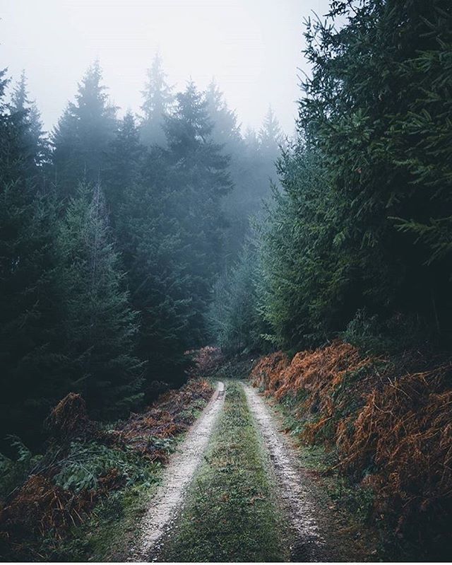 Through the pines 🌲

Loving the foggy Black forest wanderings from @marvin_walter 
#LiveLevel #pinetrees #trail #forest #pines#pinetrees #🌲 #weliveexplore #folkscenery #agameoftones #artofvisuals #ourplanetdaily #nakedplanet #thelensbible #liveauthen… ift.tt/2XBqgTl