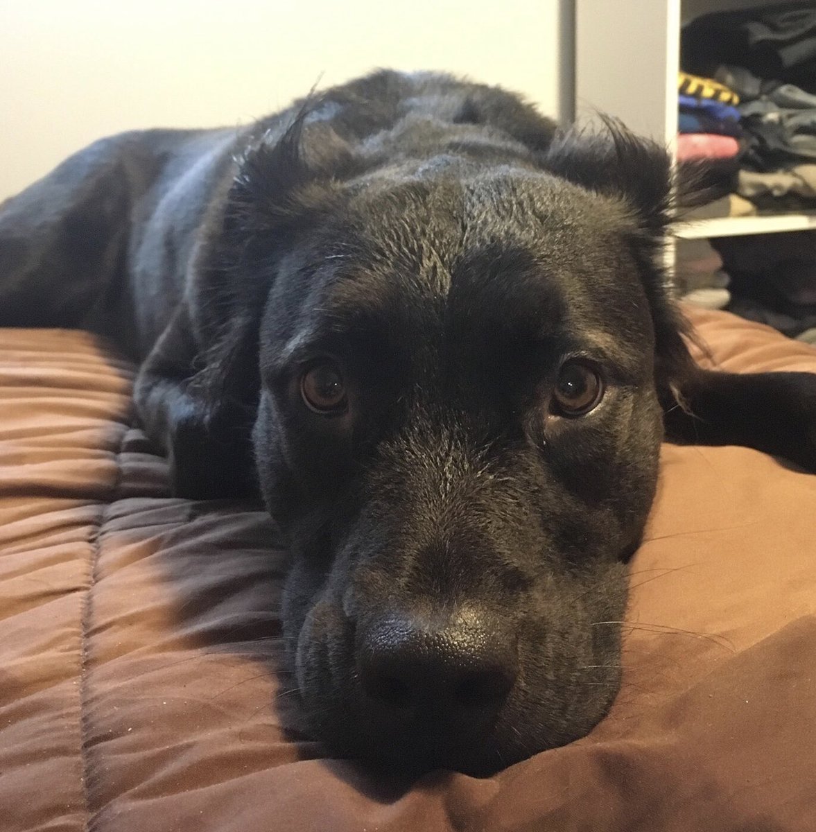 GoodBonesDogs's tweet photo. Luna is a 1.5-year-old Collie/Lab mix. She’s respectful with dogs, cats, and children, so she’d make a perfect family dog 👨‍👩‍👧‍👦 apply to adopt here! https://t.co/SUs8vfCiiX https://t.co/IKsZJr2LlO
