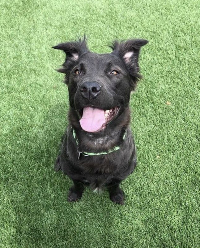GoodBonesDogs's tweet photo. Luna is a 1.5-year-old Collie/Lab mix. She’s respectful with dogs, cats, and children, so she’d make a perfect family dog 👨‍👩‍👧‍👦 apply to adopt here! https://t.co/SUs8vfCiiX https://t.co/IKsZJr2LlO