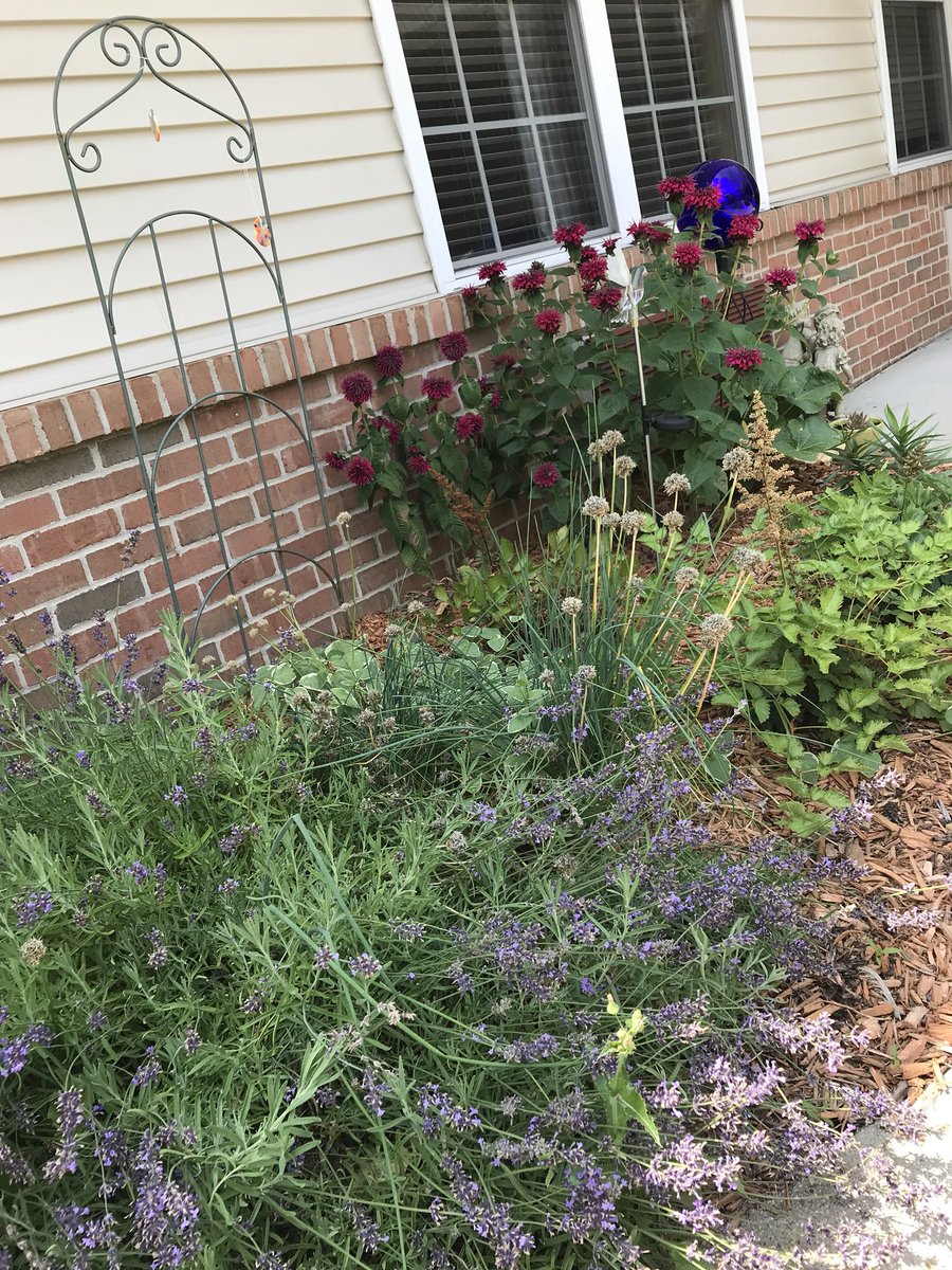 AlyssaSpicer3's tweet photo. What a great end @Oaks_NPWoods to two days of touring and seeing all the beauty of #CampusInColor2019! Beautiful and sensory. I can’t believe this lavender!! @CyndiTaplin https://t.co/gYfLF9l3bI