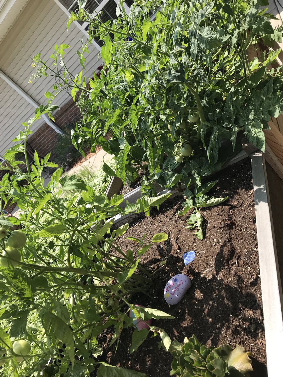AlyssaSpicer3's tweet photo. What a great end @Oaks_NPWoods to two days of touring and seeing all the beauty of #CampusInColor2019! Beautiful and sensory. I can’t believe this lavender!! @CyndiTaplin https://t.co/gYfLF9l3bI