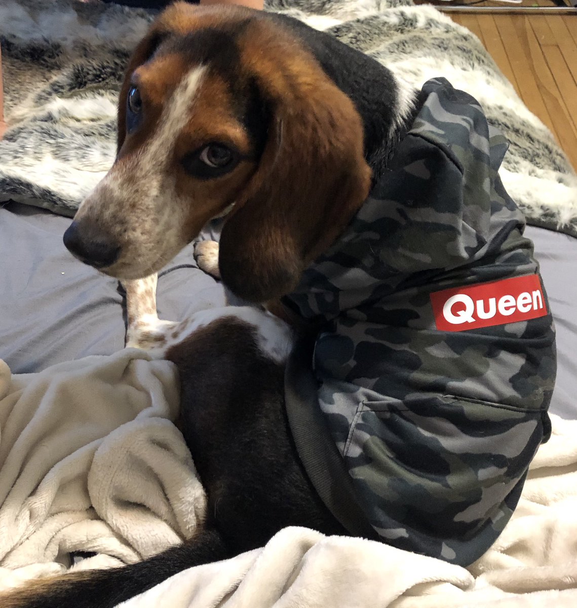 GoodBonesDogs's tweet photo. Beamer is a 2-year-old Beagle mix and a retired sniffer dog 👮🏻‍♂️ he loves playing with and burying his bones and eating treats! Apply here: https://t.co/SUs8vfCiiX https://t.co/q04c6Dhgl8