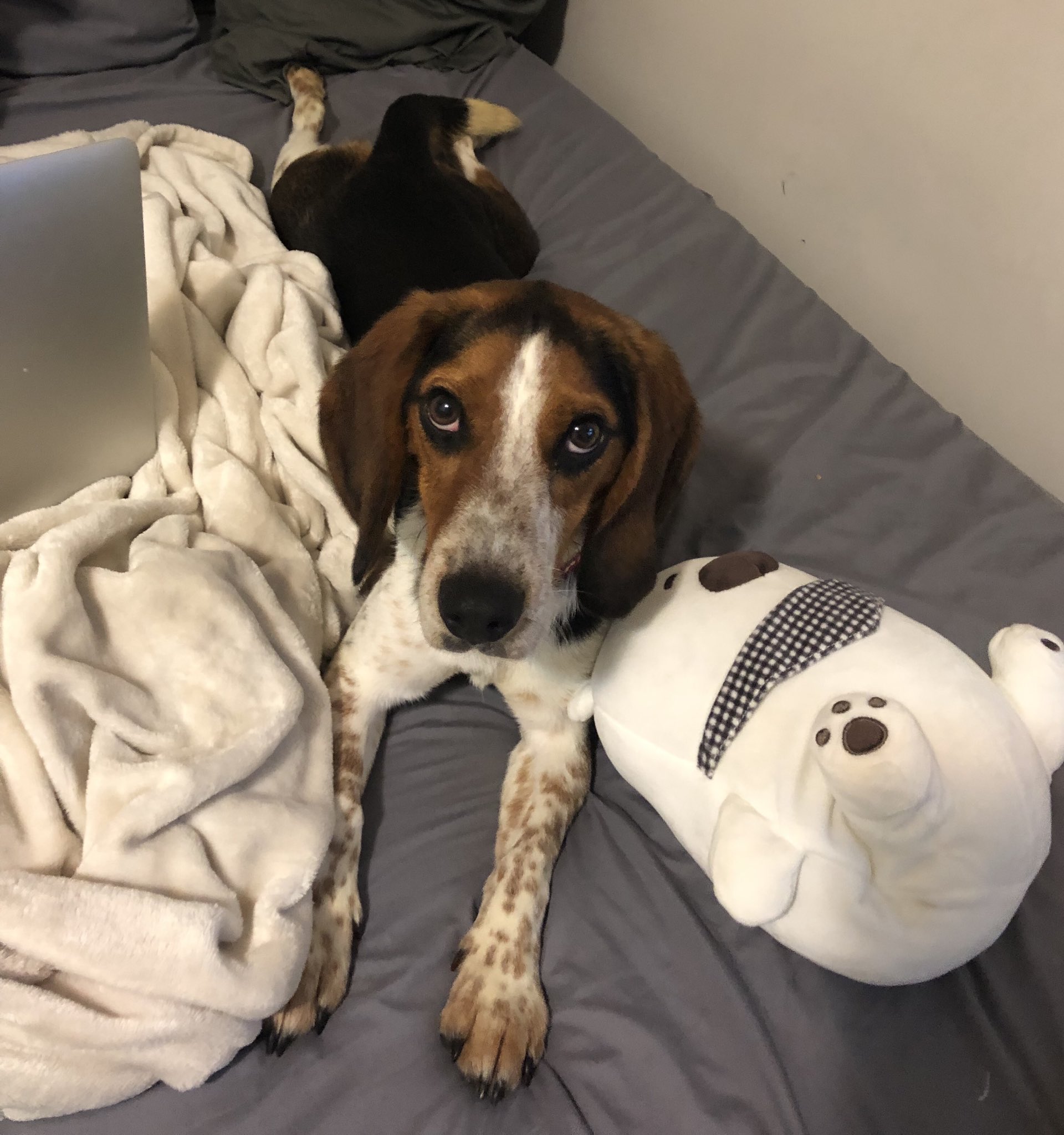 Good bones 2025 dog rescue