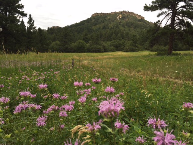 Colorful COLOR-ado is in full bloom with wildflowers this year! 🌺
