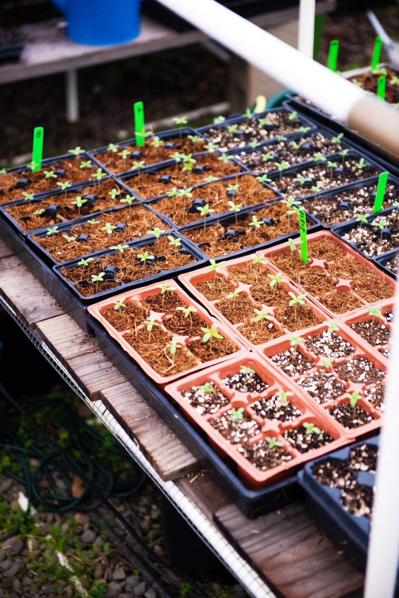 BrotherDavids's tweet photo. From seed to shelf, @SunAndEarthCert farmers are crafting the cleanest cannabis on Spaceship Earth!
#regenerativeorganiccannabis #groworganic #smallfarmers #healearth #healsoil #sunandearth #organiccannabis #cannabisfarmers #climatefriendly #sungrown https://t.co/sDeaySIF5T