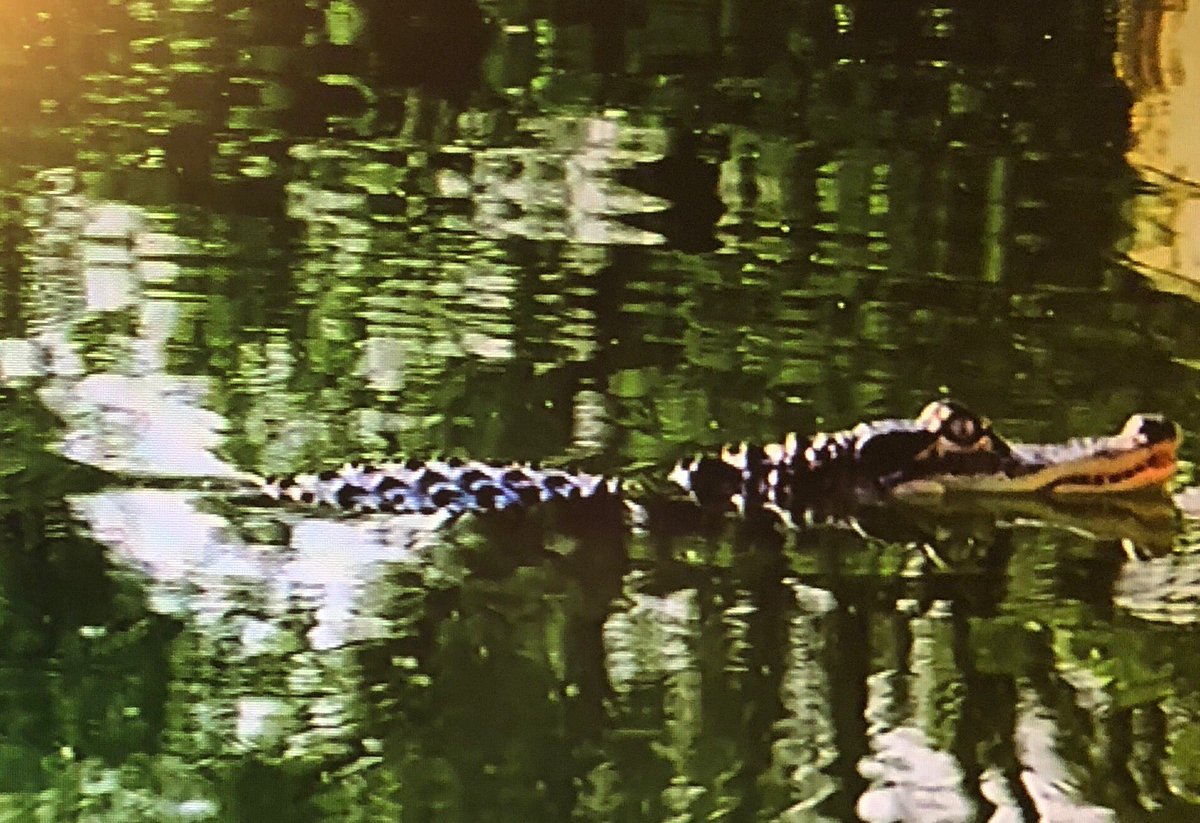 kchappellnews's tweet image. There is a 4 foot alligator in Chicago’s Humboldt Park lagoon. That is all...