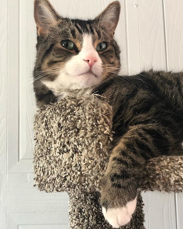 NikoandTed's tweet photo. Hogging the top tier of the cat tree😼
-
-
-
#tabbycat #cats #catsofinstagram #cat #of #tabby #catlover #kitty #instacat #meow #catoftheday #kitten #catstagram #instagram #adoptdontshop #tabbycatsofinstagram #caturday #pets #rescuecat #world #catmom #… https://t.co/XlmczvJicH https://t.co/ON2sJFtqSB