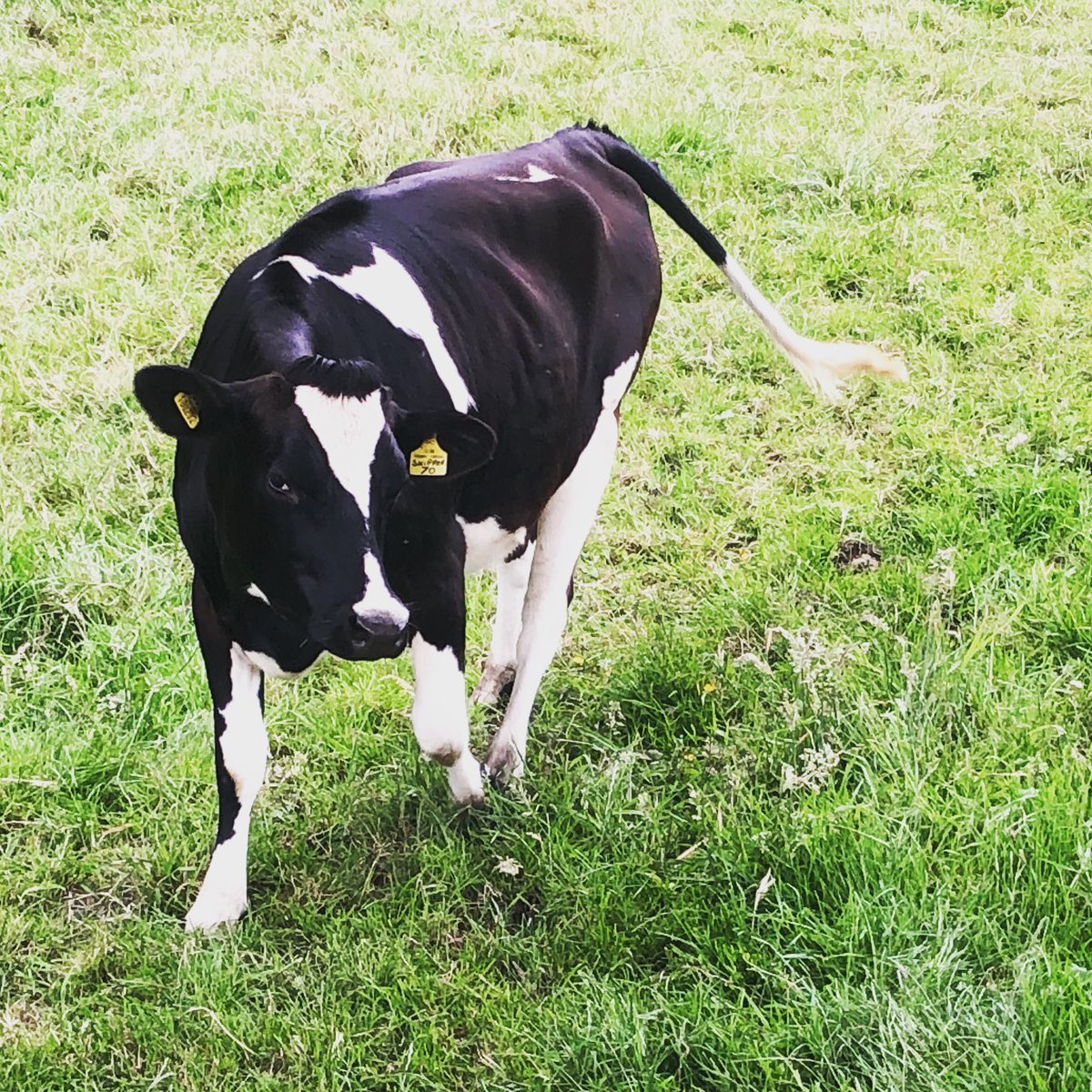 dofe_BSCA's tweet photo. Happy cow appreciation day to this little mamma moo - she chased me through a field on Sunday morning! 🐄 💕 #moooveover https://t.co/RvrhNr2fPK