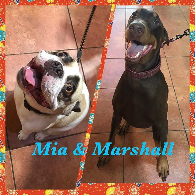 TDBFLOWERMOUND's tweet photo. Mia & Marshall came in for some Lickety Splits! Enjoy sweet doggos! ๐พ๐งก #southlaketx #southlaketownsquare #dfwdogs #dogsofdfw #dogsofsouthlake #dogsoffortworth #fortworthdogs #grapevinetx #eulesstx #bedfordtx #kellertx #nrhtx #westlaketx #trophyclubtโฆ https://t.co/OndXQOZFAm https://t.co/HY9RHxx5AP