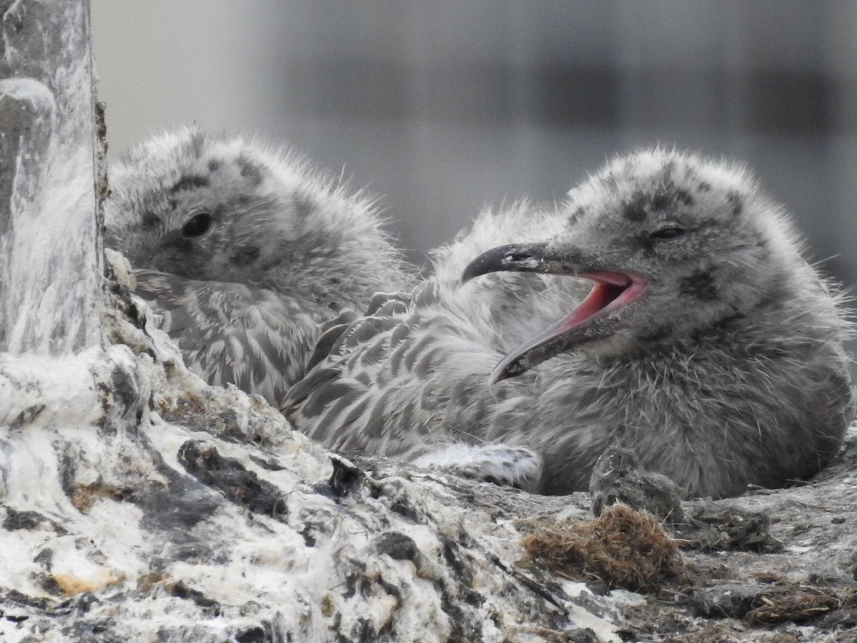 I am SO TIRED tonight, because playing out all weekend is fun until it’s the weekday again and I’m knackered and all I have to leave you with is this baby gull photo that Chris took at the weekend and maybe that’s enough ok

#gull #seagull #seagullchicks #gullchicks