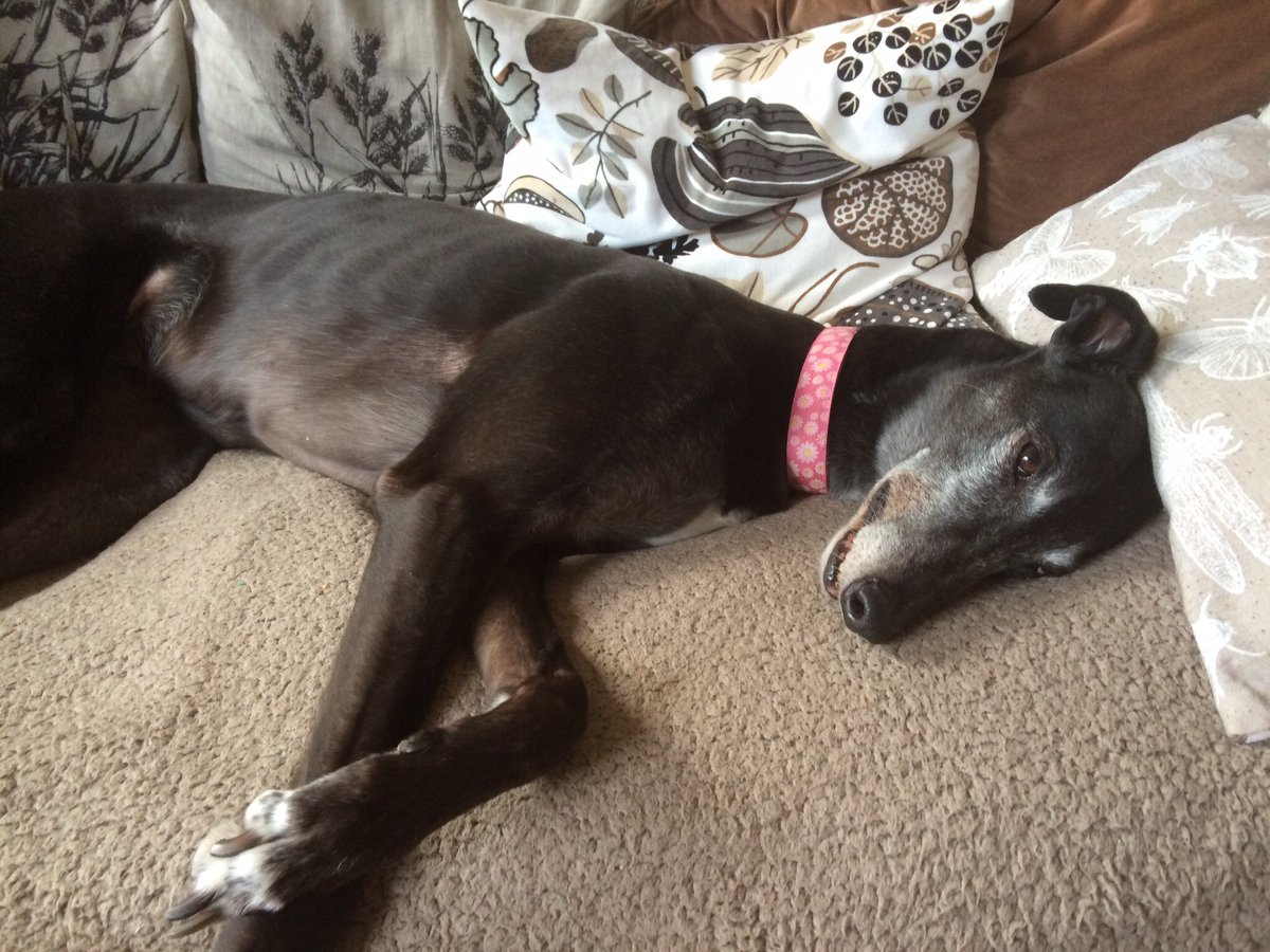 💙🇺🇦Gordon Rice 🐾🇪🇺End wars ☮️ Vegified 🌱 tweet media