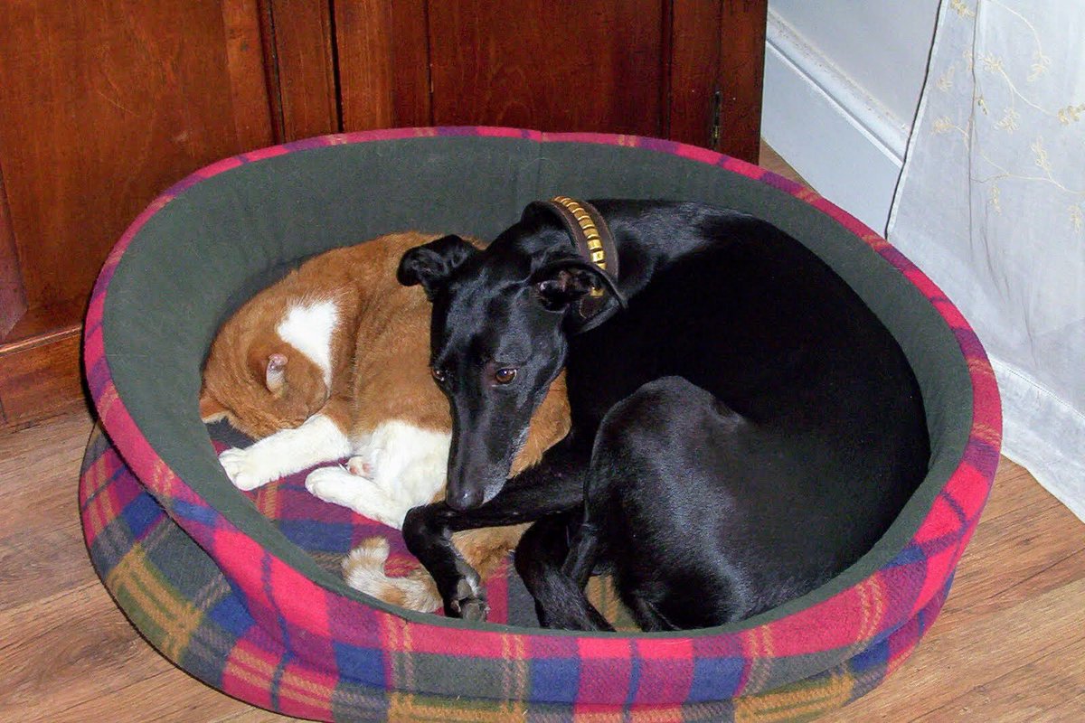 💙🇺🇦Gordon Rice 🐾🇪🇺End wars ☮️ Vegified 🌱 tweet media