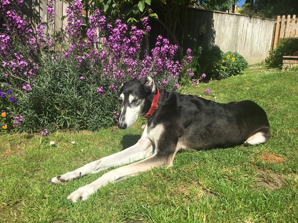 💙🇺🇦Gordon Rice 🐾🇪🇺End wars ☮️ Vegified 🌱 tweet media