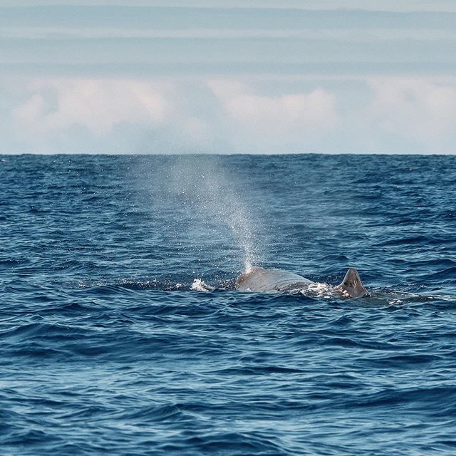 papedo's tweet photo. #azores #picoisland #whalewatching #espacotalassa #spermwhale #pottwal #visitazores #patrickpapesch #fujifilm #fujixh1 #xf50140mm #ocean #portugal https://t.co/e8COhVzd2P https://t.co/xkrlOFe5hh