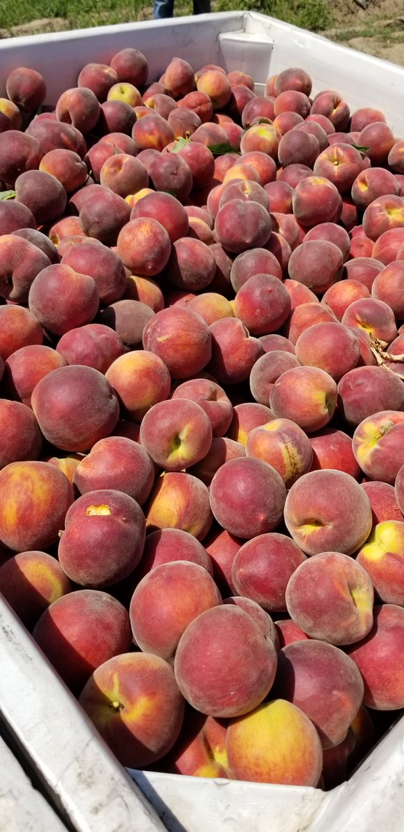 SimonianFruit's tweet photo. June Time yellow peaches are gorgeous this year! #SFC #SIMCO #SimonianFruit #SimonianFarming #CaliforniaPeaches #YellowPeaches #Peaches #Peach #StoneFruit #TreeFruit #CaliforniaFruit #FreshFruit #FresnoCounty #CentralValley #SanJoaquinValley #CAGrown #California #Fowler https://t.co/QvCsHVL5uq