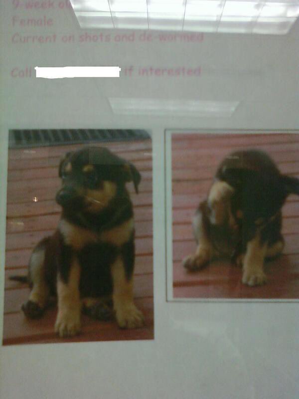 DogDaysofDakota's tweet photo. 11 years ago, uncle @dpasamonte saw these at his work. https://t.co/rIbFIBZD3Z