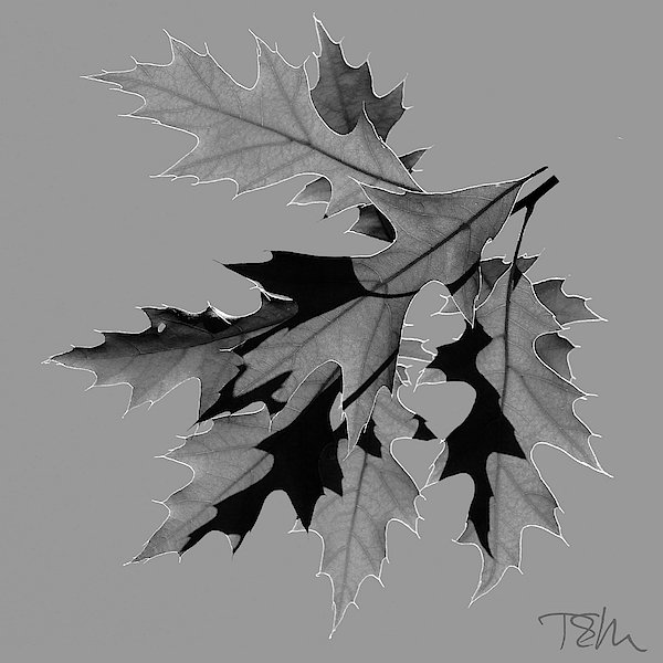 rsynapse's tweet photo. New artwork for sale! - "FLOATING LEAF II" - https://t.co/XavTcYEuXC @fineartamerica https://t.co/BL8LlM97AK