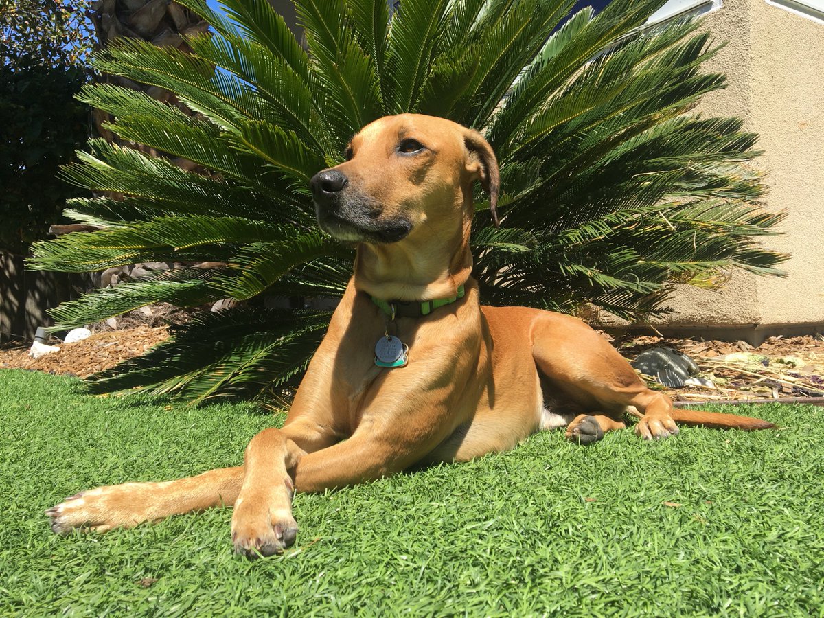 DogsCruz's tweet image. Ignacio. Iggy. The #BelizianHound. We adopted him when he was four weeks old from a guy named Dudley in Hopkins, Belize 2014. Mom had just been killed. Handsome. Alert. Helluva coat! Beautiful. Favorite pastime burrowing for #rodents. Littleman just turned 5. #DogsCruz