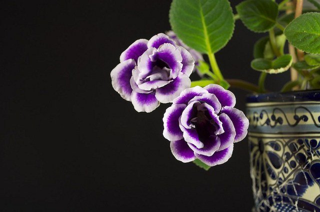 グロキシニアのtwitterイラスト検索結果