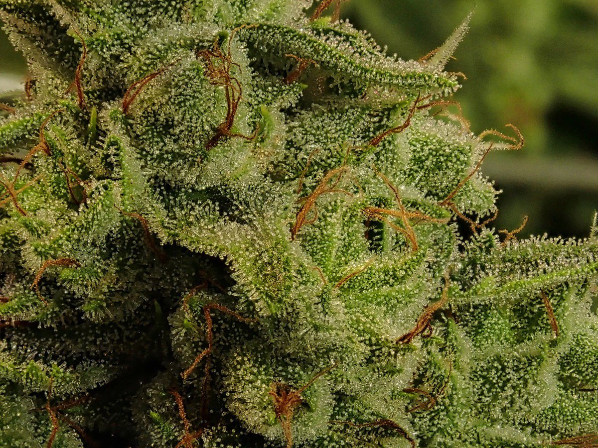 greenfusionled's tweet photo. 🏡🏰Small grow or large...
🗓️🌱🌿 CLEAN&ORGANIZED really helps
#growcabinet #closetgrow #stealthgrow #indoorgrower #stonerengineering #growindoors #growlife #indoorgrow #growweedeveryday #growingweed #growweedeasy #grower #ledgarden #ledgrown #growwithled #fullspectrumled https://t.co/82PQwA0MF0