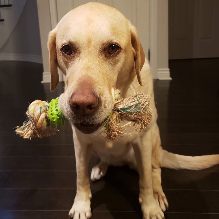 DefinePlanet's tweet photo. Our new addition to our hemp rope toys. Mint flavor, durable, natural rubber in the middle! 😁
🐕
#cutedogs #funtimes #hemp #hempdogtoys #mansbestfriend🐶 #dogdad #dogmom #define_planet https://t.co/y4HXtOUSF1