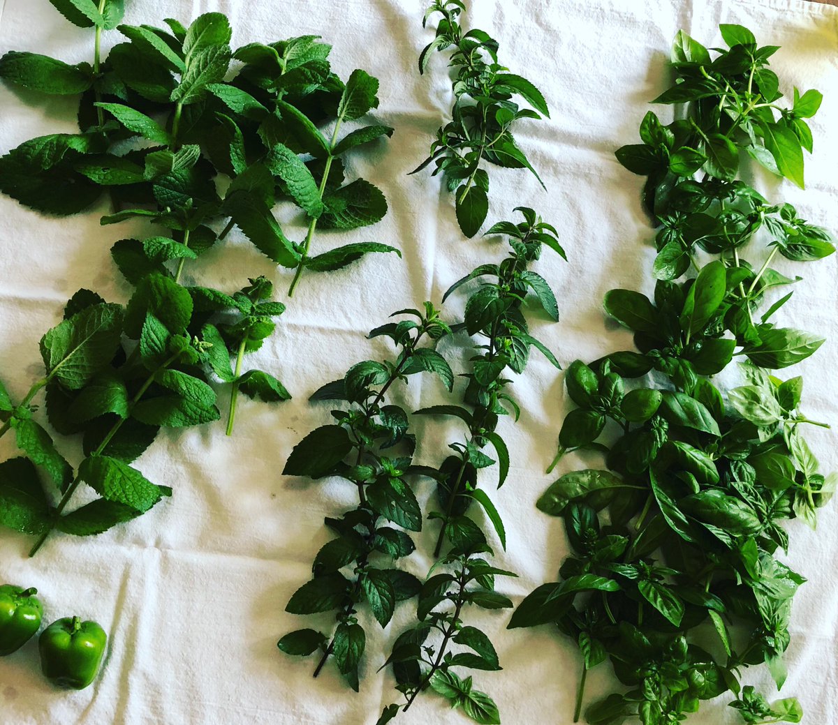 MrsMcNary's tweet photo. I had to pick lots of basil, chocolate mint and apple mint to keep it from going to seed. Now I need to figure out what to do with it all! https://t.co/PEDJCoSZKq