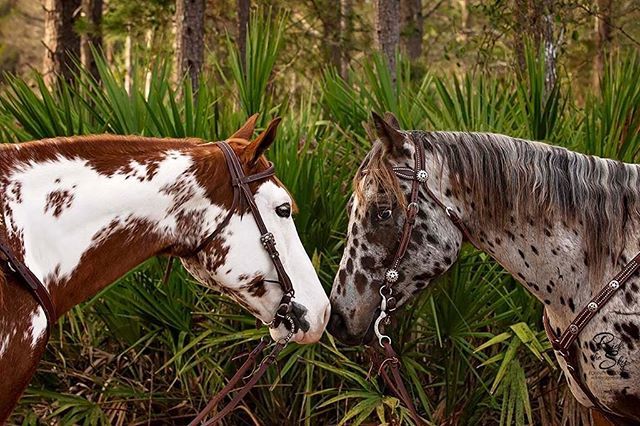 ridetheskyeq's tweet photo. Not sure what I love more - the beautiful colors on these babies or the gorgeous @weaverleather bridles! It might be a toss up!
.
.
.
.
 #apha #pintohorse  #gelding #geldings #geldingsofinstagram  #ridetheskyequine #tnequinephotography #tnhorsephotograph… https://t.co/wkikoAdMyF https://t.co/Hq03zjmptJ